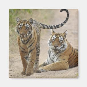 Royal Bengalisch Tiger and young, Ranthambhor Magnet