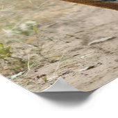 Royal Bengalisch Tiger and young, Ranthambhor Poster (Ecke)