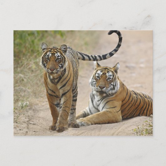 Royal Bengalisch Tiger and young, Ranthambhor Postkarte (Vorderseite)