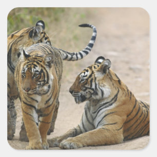 Royal Bengalisch Tiger and young, Ranthambhor Quadratischer Aufkleber