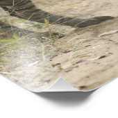 Royal Bengalisch Tiger and young - Touching ahead, Fotodruck (Ecke)