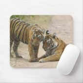 Royal Bengalisch Tiger and young - Touching ahead, Mousepad (Mit Mouse)