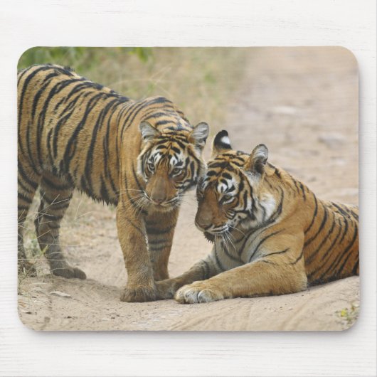 Royal Bengalisch Tiger and young - Touching ahead, Mousepad (Vorne)