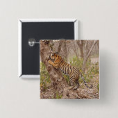 Royal Bengalisch Tiger klettert den Baum hinauf, Button (Vorne & Hinten)