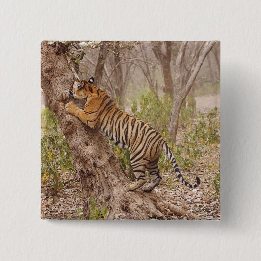Royal Bengalisch Tiger klettert den Baum hinauf, Button (Vorderseite)