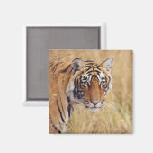 Royal Bengalisch Tiger Magnet (Vorderseite/Rückseite)