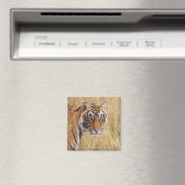 Royal Bengalisch Tiger Magnet (In Situ (Geschirrspüler))