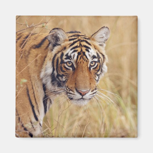 Royal Bengalisch Tiger Magnet (Vorne)
