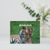 Royal Bengalisch Tiger Postkarte (Stehend Vorderseite)
