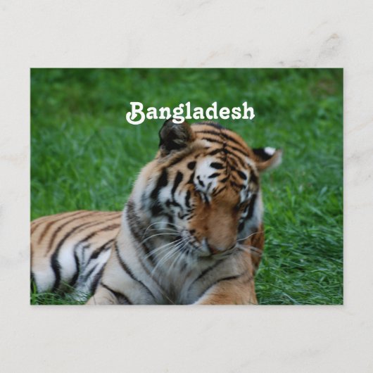 Royal Bengalisch Tiger Postkarte (Vorderseite)