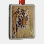 Royal Bengalisch Tiger Silbernes Ornament (Rechts)