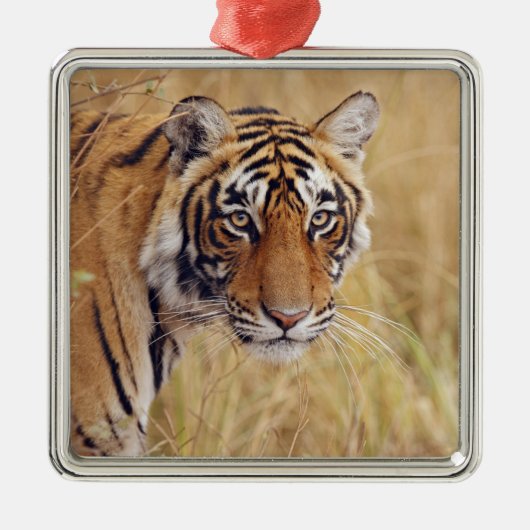 Royal Bengalisch Tiger Silbernes Ornament (Vorne)