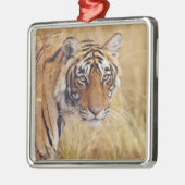Royal Bengalisch Tiger Silbernes Ornament (Links)