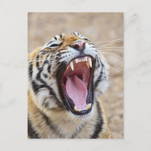 Royal Bengalisch Tiger yawning, Ranthambhor Nation Postkarte
