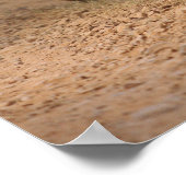 Royal Bengalisch Tigers on move, Ranthambhor Poster (Ecke)