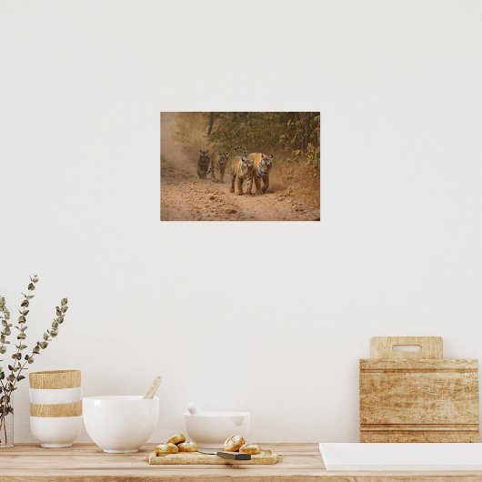 Royal Bengalisch Tigers on move, Ranthambhor Poster (Küche)