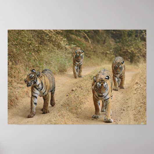 Royal Bengalisch Tigers on track, Ranthambhor 4 Poster (Vorne)