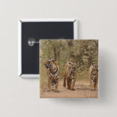 Royal Bengalisch Tigers on track, Ranthambhor Button (Vorne & Hinten)