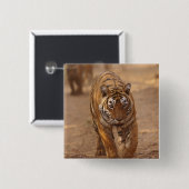 Royal Bengalisch Tigers on track, Ranthambhor Button (Vorne & Hinten)