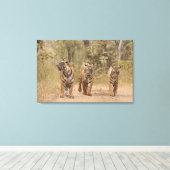 Royal Bengalisch Tigers on track, Ranthambhor Leinwanddruck (Insitu (Holzboden))
