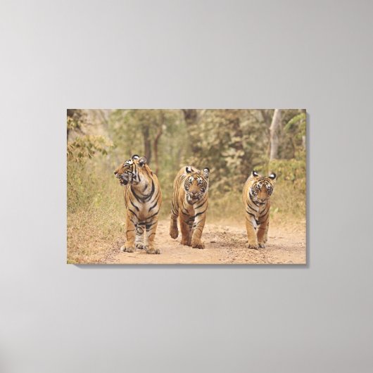 Royal Bengalisch Tigers on track, Ranthambhor Leinwanddruck (Vorderseite)