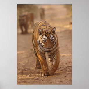 Royal Bengalisch Tigers on track, Ranthambhor Poster