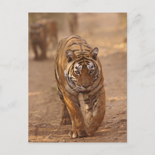 Royal Bengalisch Tigers on track, Ranthambhor Postkarte (Vorderseite)