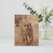 Royal Bengalisch Tigers on track, Ranthambhor Postkarte (Stehend Vorderseite)