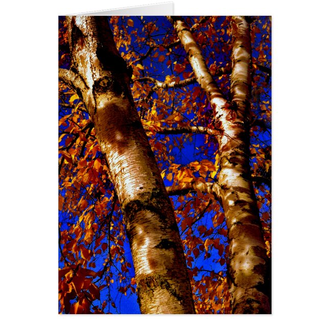 Royal Birch (Vorne)
