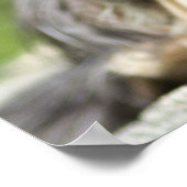 Royal Black and Tan Cavalier King Charles Spaniel Poster (Ecke)