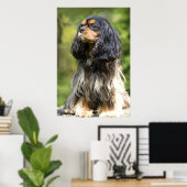 Royal Black and Tan Cavalier King Charles Spaniel Poster (Heimbüro)