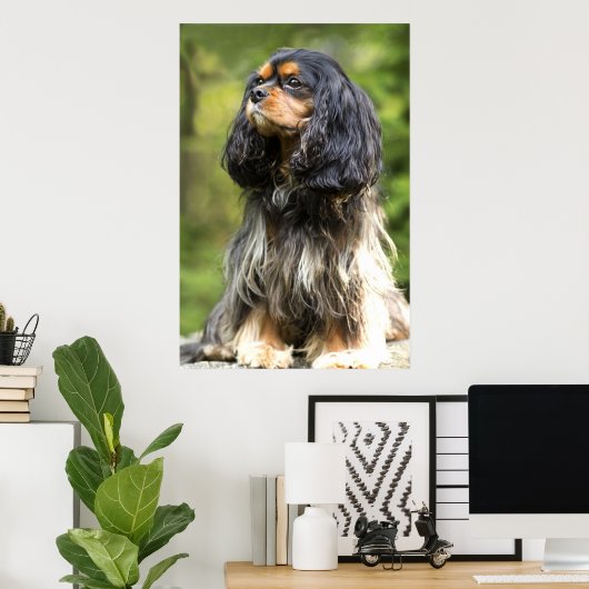 Royal Black and Tan Cavalier King Charles Spaniel Poster (Heimbüro)