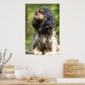 Royal Black and Tan Cavalier King Charles Spaniel Poster (Küche)