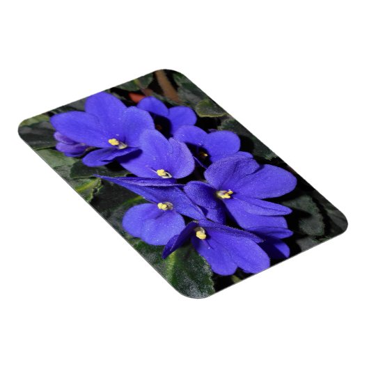 Royal Blue African Violet Magnet (Rechte Seite)