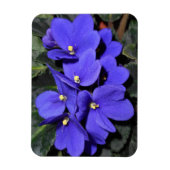Royal Blue African Violet Magnet (Vertikal)
