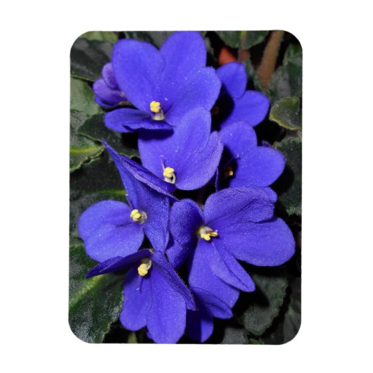 Royal Blue African Violet Magnet (Vertikal)