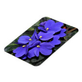 Royal Blue African Violet Magnet (Linke Seite)