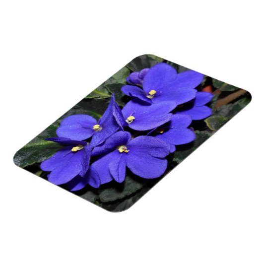 Royal Blue African Violet Magnet (Linke Seite)