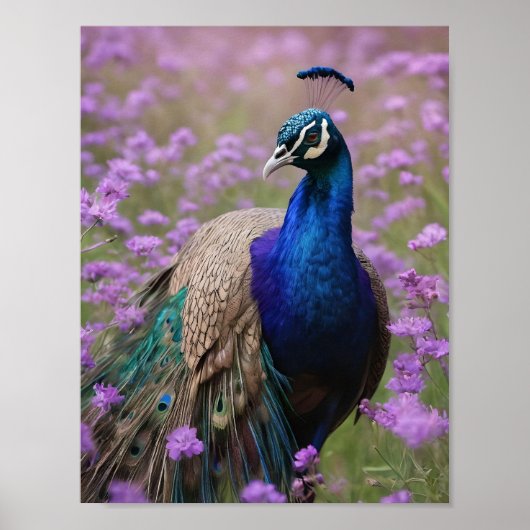 Royal Blue: Blue Peacock in Lavender Field, Poster (Vorne)