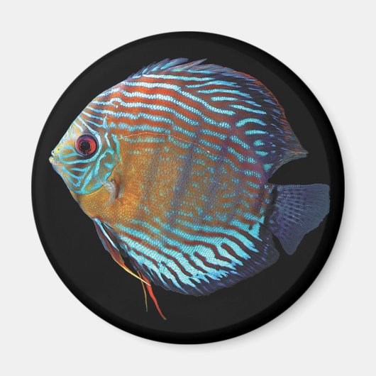 Royal Blue Discus Magnet (Vorne)