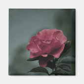 Royal Blush Magnet (Vorne)