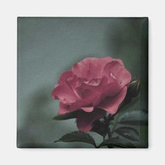 Royal Blush Magnet (Vorne)