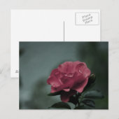 Royal Blush Postcard Postkarte (Vorne/Hinten)