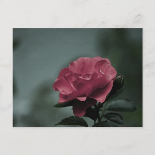 Royal Blush Postcard Postkarte (Vorderseite)