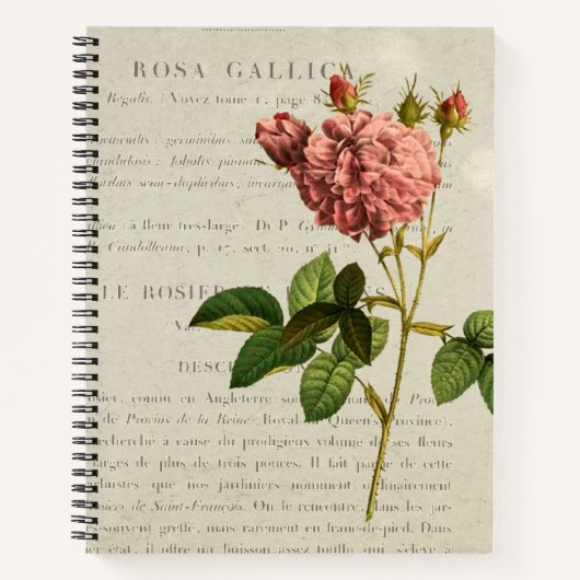 Royal Botanicals: Rosa Gallica Regalis-Notebook Notizblock (Vorderseite)