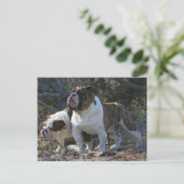 Royal Bulldogs Postkarte (Stehend Vorderseite)