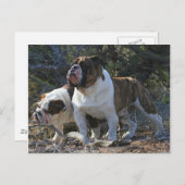 Royal Bulldogs Postkarte (Vorne/Hinten)