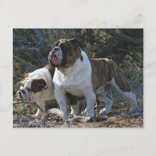 Royal Bulldogs Postkarte