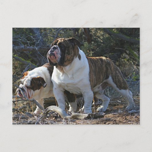 Royal Bulldogs Postkarte (Vorderseite)