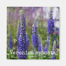 'Royal Candles' Speedwell Botanisches Magnet